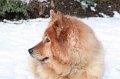 kschnee (17)